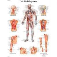 Lehrtafel: Das Gefäßsystem - VR0353UU [50 x 67 cm]